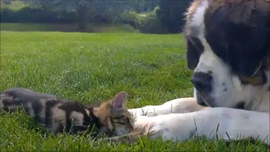 A tabby kitten with distinct markings and a large black-and-white Saint Bernard dog in an outdoor setting with green grass and trees, suggesting spring or summer.