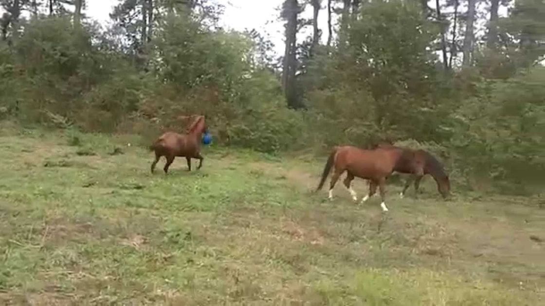 Two reddish-brown horses with white markings in a forested open grassy area surrounded by trees during late spring to early fall, diffused natural light.