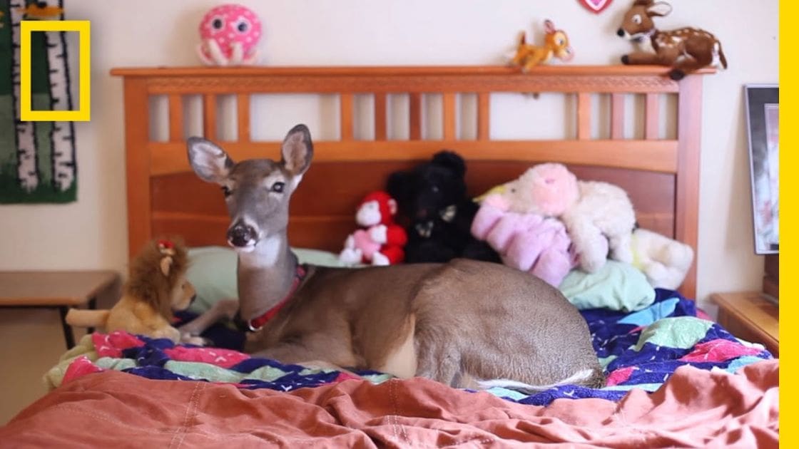 A light brown adult deer lying on a wooden bed in a child’s bedroom filled with stuffed animals, geometric patterned quilt, and toys.