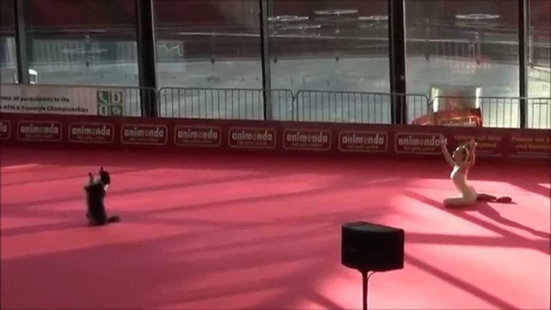 Two animals, a cat and possibly a dog, performing tricks in an indoor arena with large windows and branded barriers.