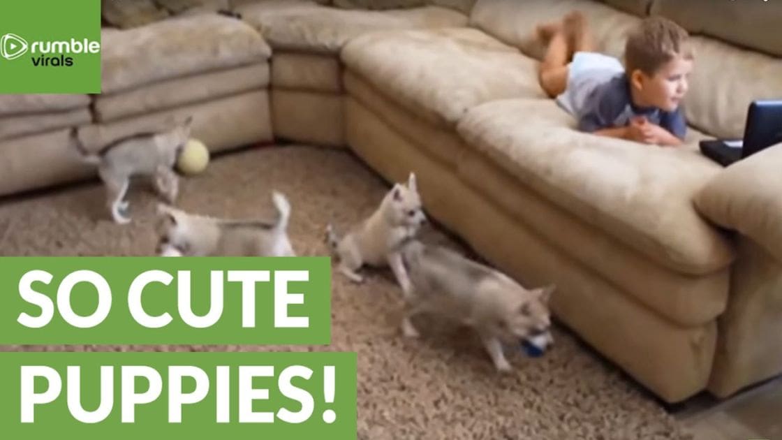 Five playful puppies of mixed breed with white and gray markings, ranging from very young to slightly older, playing with a ball in front of a child lying on a beige sectional sofa. The scene is indoors, likely in a living room.