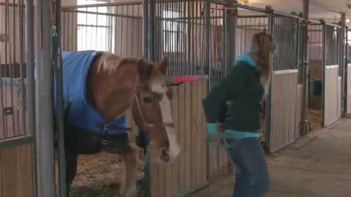 An adult female in a barn holding a pink grooming tool, with an adult paint horse inside. The setting is an indoor stable with natural light coming through windows.