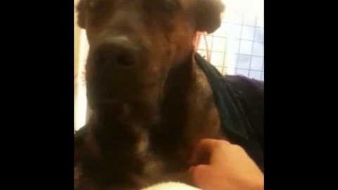 An adult male dog, likely an airedale terrier with brownish-gray fur and darker markings around the face, is indoors against a tiled wall background. The natural light suggests daytime.