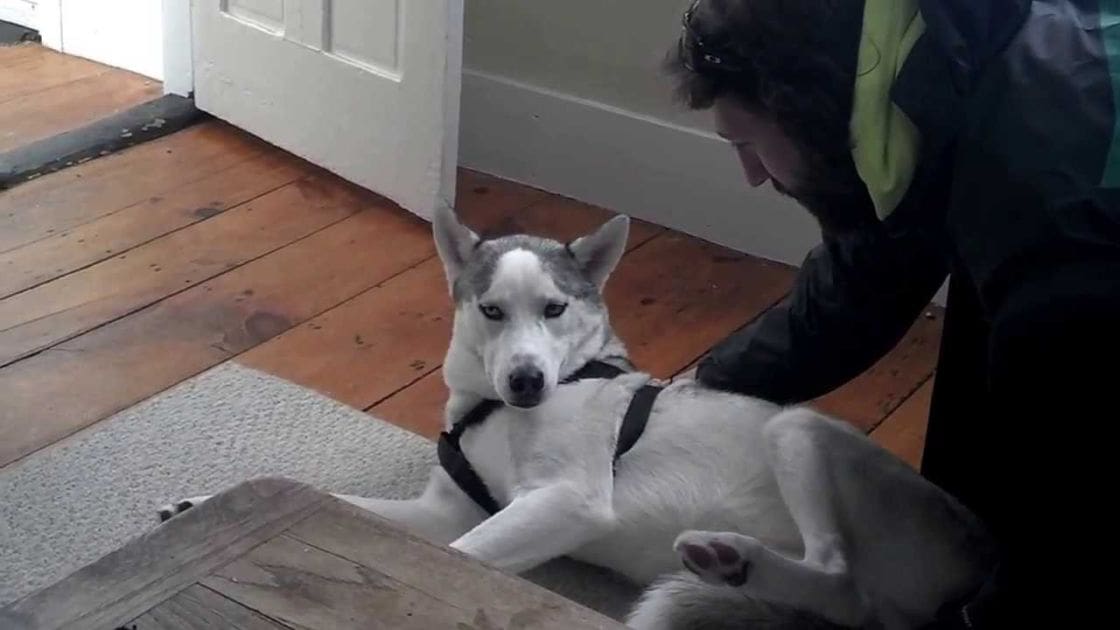 A husky or similar breed dog with white fur and gray markings, lying down indoors on a wooden floor in natural light. An adult male person wearing a dark jacket, light green scarf, black boots is nearby.