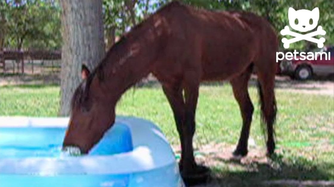 A brown horse standing on a grassy area with an inflatable pool and a car visible in the background.