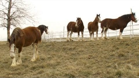 Five brown horses with white markings stand in an outdoor paddock enclosed by a white fence, under a cloudy sky with bare tree branches visible.