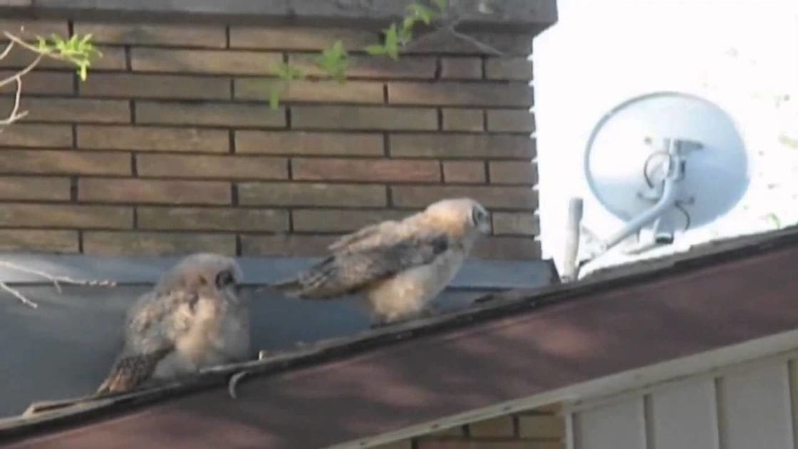Two young owls with fluffy white or light gray feathers and darker markings on their wings and tails, perched near a building in an urban or suburban environment with brown bricks, dark-colored roof, and green leaves. The scene is lit by early morning or late afternoon sunlight casting shadows.