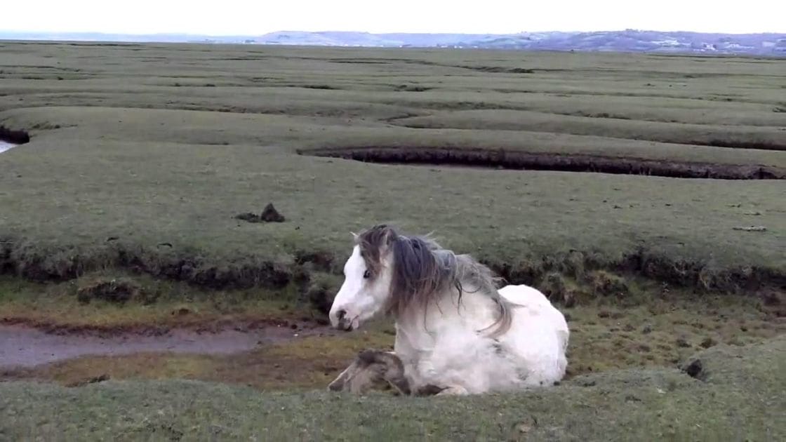 An adult horse lying down with white fur and dark markings on its face and mane in an open field with rolling hills, overcast sky suggesting late afternoon or early evening during spring or autumn.