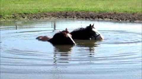 Two adult horses with dark coat colors standing in a body of water surrounded by lush greenery under clear daylight conditions.