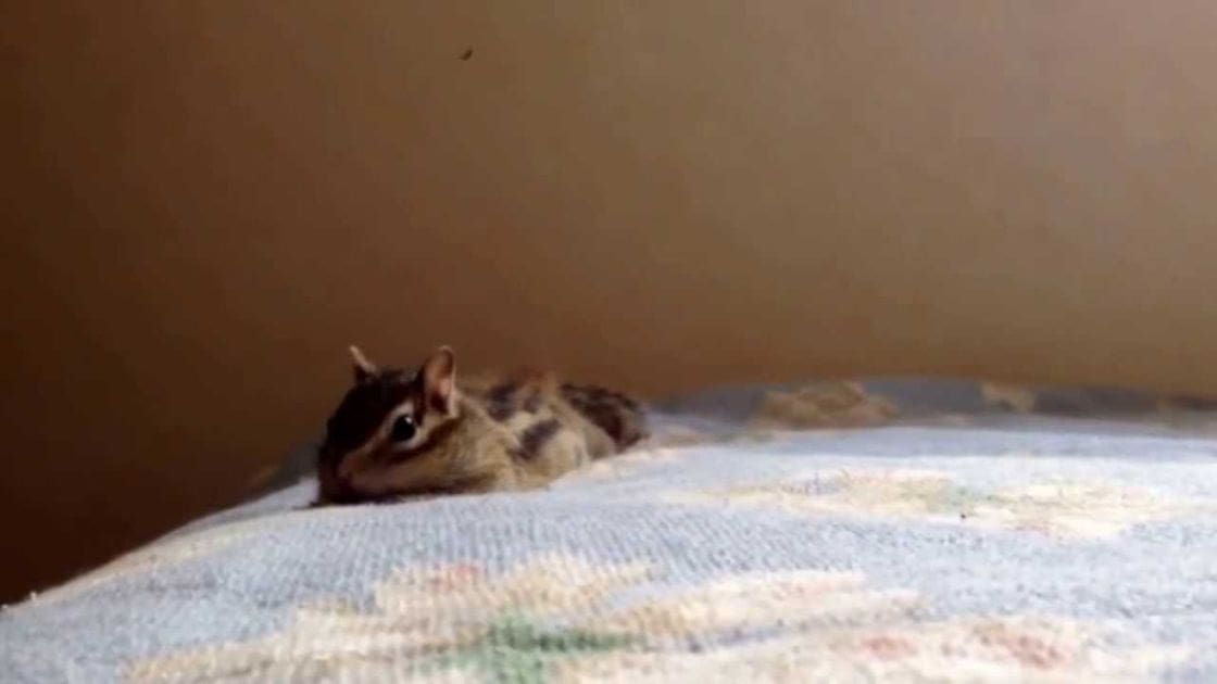 A chipmunk with brown fur and black stripes indoors, resting on a beige wall with natural light.