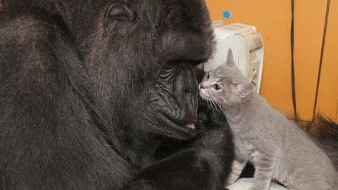 A gray kitten with white markings on its face and paws stands near a black gorilla in an indoor setting with yellow walls.