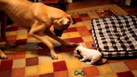 Two dogs interacting on a checkered patterned rug in an indoor home setting with toys visible around them.