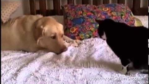 A golden retriever with light brown fur and a black cat with white paws and chest in an indoor bedroom setting, likely evening or night due to the lighting.
