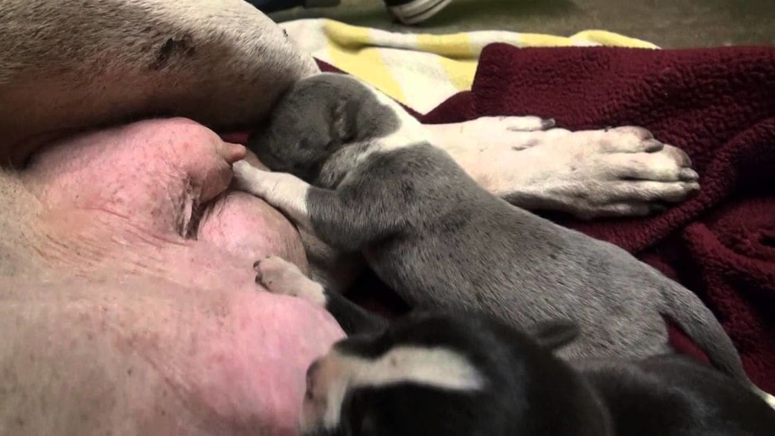 A newborn gray-and-white puppy with white markings nurses from its mother, resting on a red towel and yellow-and-white blanket in an indoor home setting.