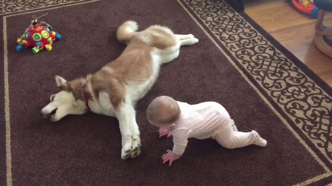 An infant in a white onesie interacts with an adult Husky dog on a patterned carpet indoors, surrounded by toys under natural light.