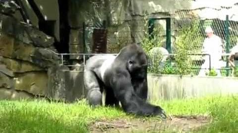 A silverback gorilla with dark fur and lighter patches around its face and hands, standing in an outdoor zoo enclosure with grassy ground and rocky structures.