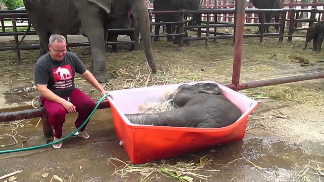 A baby elephant in a red plastic tub within an outdoor enclosure at what appears to be an animal sanctuary or zoo, with hay and water visible. The setting suggests warm weather, and the lighting is natural daylight.