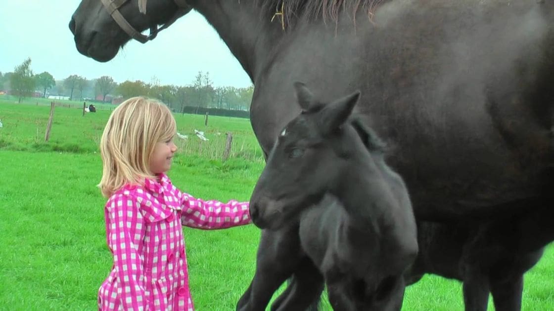 A toddler girl in a pink and white checkered dress interacts with two dark brown horses in an open grassy field under overcast skies during spring or summer.