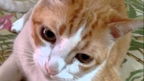 A tabby cat with orange fur and white markings, likely an adult, sitting against a patterned green leaf-like design backdrop indoors under warm evening light.