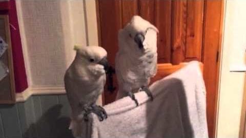 Two cockatoos with predominantly white feathers and grayish tones on their wings and tail, resting indoors in a home setting with artificial lighting.