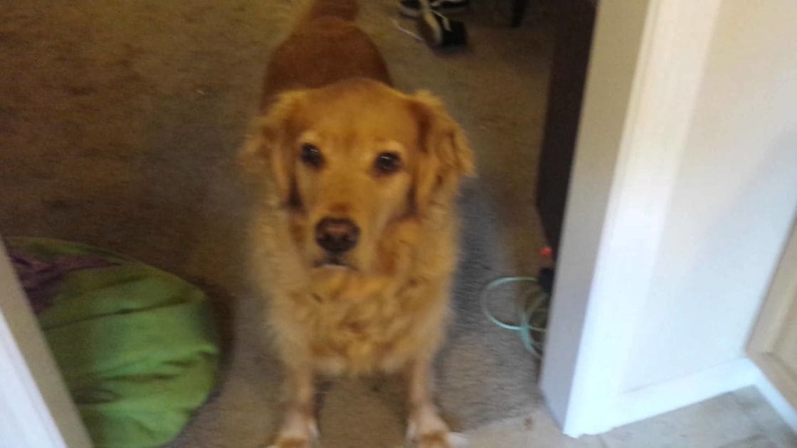 An adult golden retriever with a light brown coat in an indoor residential setting, natural daylight illuminating the scene.