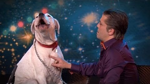 A large white dog with light-colored markings on its face and neck area, possibly a Labrador Retriever or similar breed, wearing a red collar and chain around its neck, in an indoor setting decorated for the holidays with colorful bokeh lights against a starry night sky background.