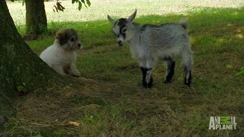 A young goat with a light gray coat and black markings stands beside a small, fluffy white puppy with brown patches in an outdoor grassy area with trees visible in the background. The scene is bathed in soft, late afternoon light.