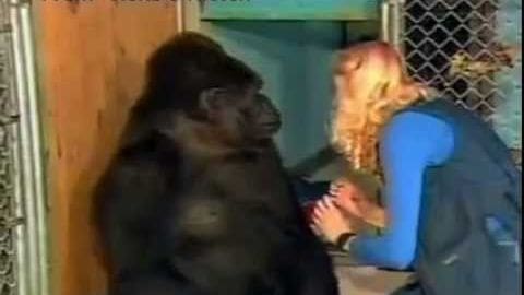 An adult female in a blue denim-like jacket interacts with an adult gorilla inside an indoor zoo enclosure, under artificial light.