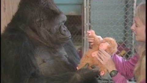 A Western Lowland Gorilla interacts with a stuffed animal held by a young adult female in an indoor zoo or sanctuary setting.