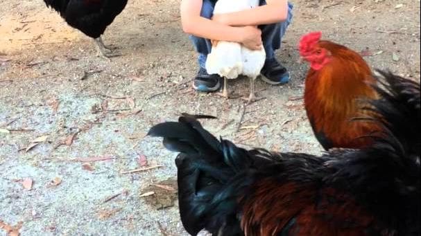 A young adult crouches behind a child sitting with white chickens and two roosters amidst an outdoor setting with dirt ground and scattered leaves, suggesting autumn.