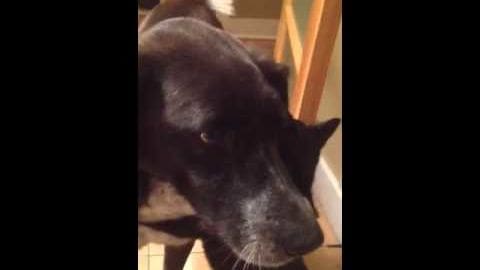 A black adult dog with white markings on its face indoors under artificial lighting.