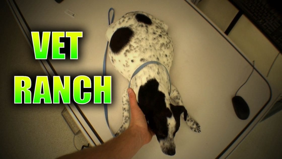 An adult male at a veterinary clinic with a Dalmatian or similar spotted dog, examined under artificial lighting.
