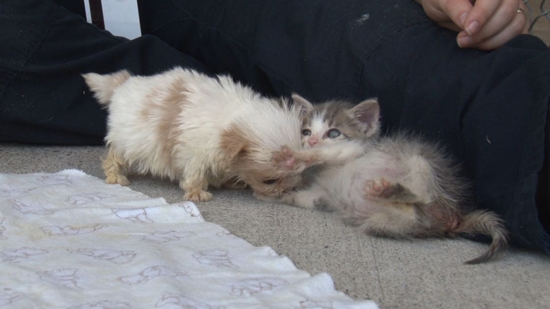 Two kittens with light beige and white-brown fur indoors, partially visible furniture in background, neutral lighting suggesting daytime.
