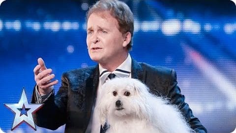 A white dog with dark markings on its face and ears stands near stage lighting at an indoor venue.