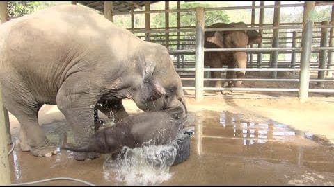 Two elephants, an adult and a calf, interacting in a zoo enclosure with metal railings during daytime.