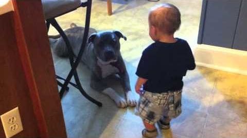 A toddler interacts with a pit bull or pit bull mix dog indoors under natural light.