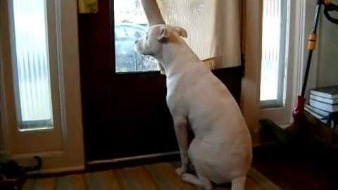 A white American Bulldog with short fur is indoors, standing on a wooden floor near curtains and a glass door. Natural light filters through, suggesting daytime.