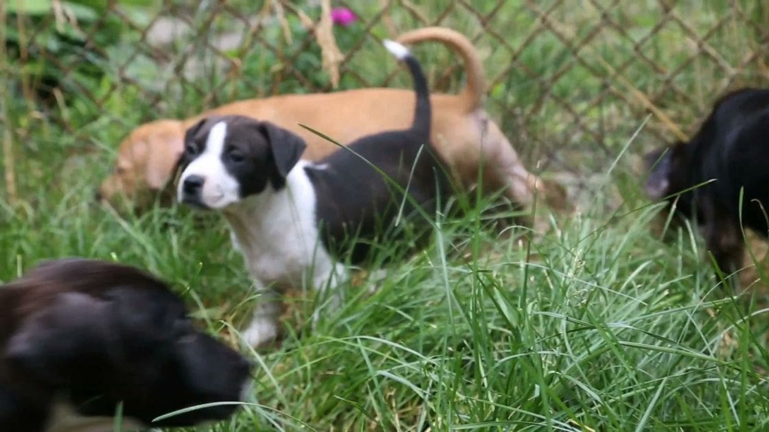 A group of mixed breed puppies with Boxer characteristics, likely 4-6 weeks old, playing outdoors on grass near a chain-link fence in spring or summer.