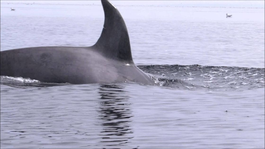 A whale with dark gray coloration and fins swims in calm ocean waters, suggesting daytime.