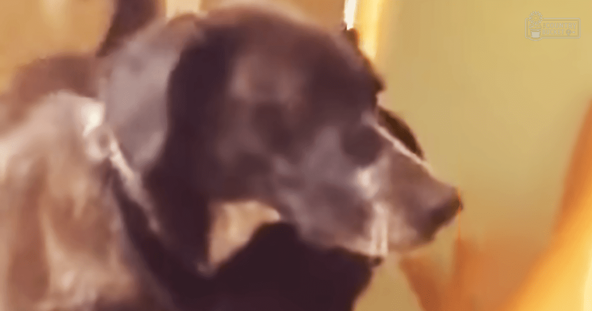 A dog with dark coat indoors in soft lighting