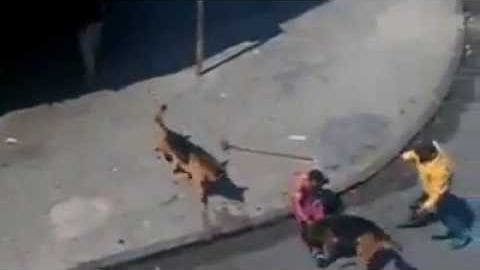 Children playing outdoors near a building, tabby adult cat with distinct markings, concrete ground, possible spring or summer setting, daytime light.