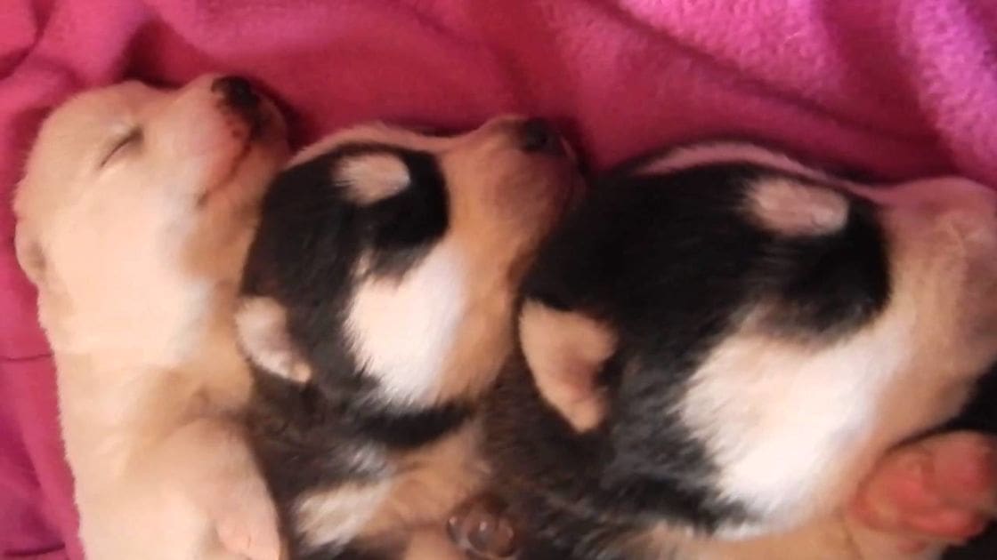 Three playful puppies with distinctive 'panda' markings in a cozy indoor setting, likely a bedroom or living area.