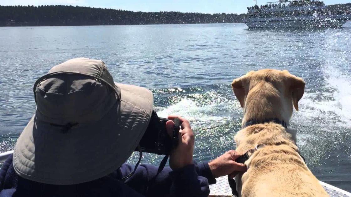 A man wearing a wide-brimmed hat and holding a camera stands on a moving boat with his golden retriever dog, surrounded by trees and hills under bright sunlight.