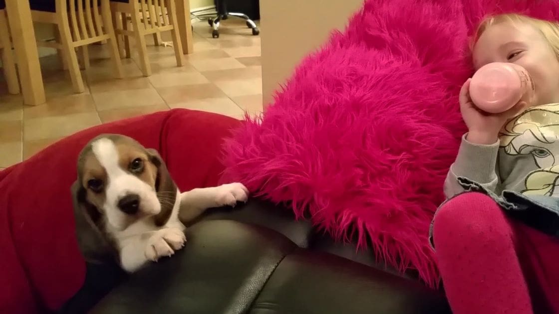 A young child in a gray floral shirt and pink tights sits with a brown, white, and black beagle puppy on an indoor floor with red cushioned chairs.