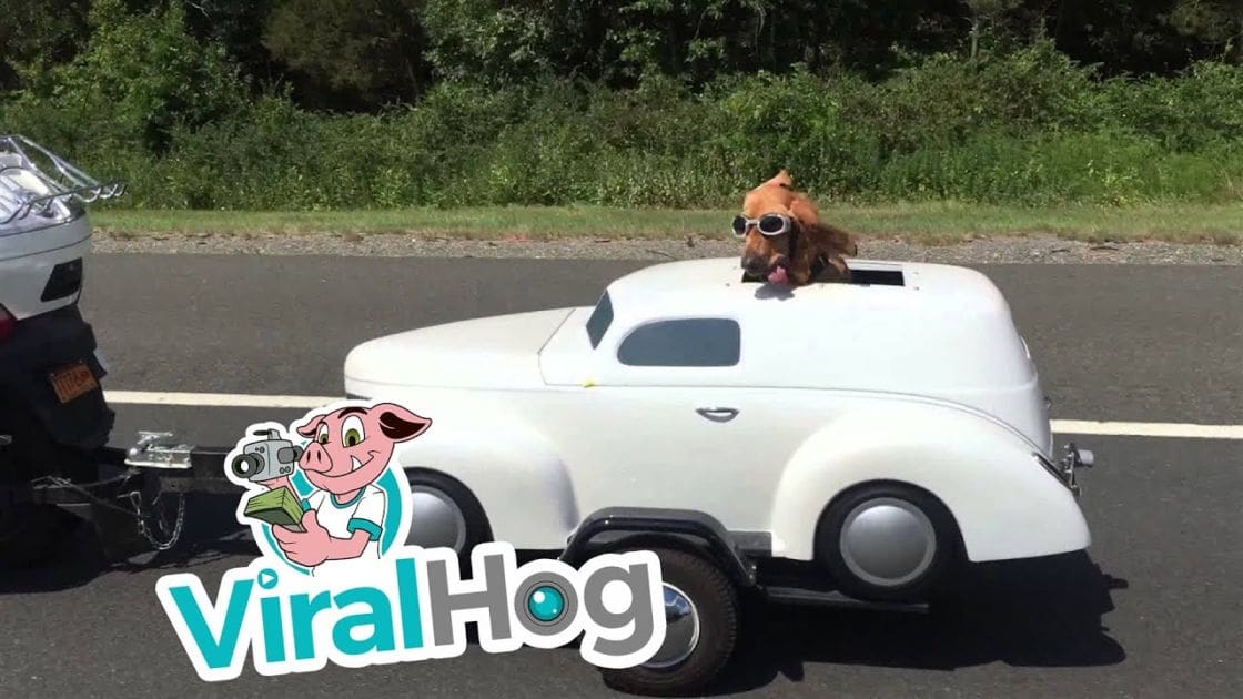 A reddish-brown dachshund wearing sunglasses sits in a vintage white car near a roadside with greenery, suggesting an outdoor setting during daytime.