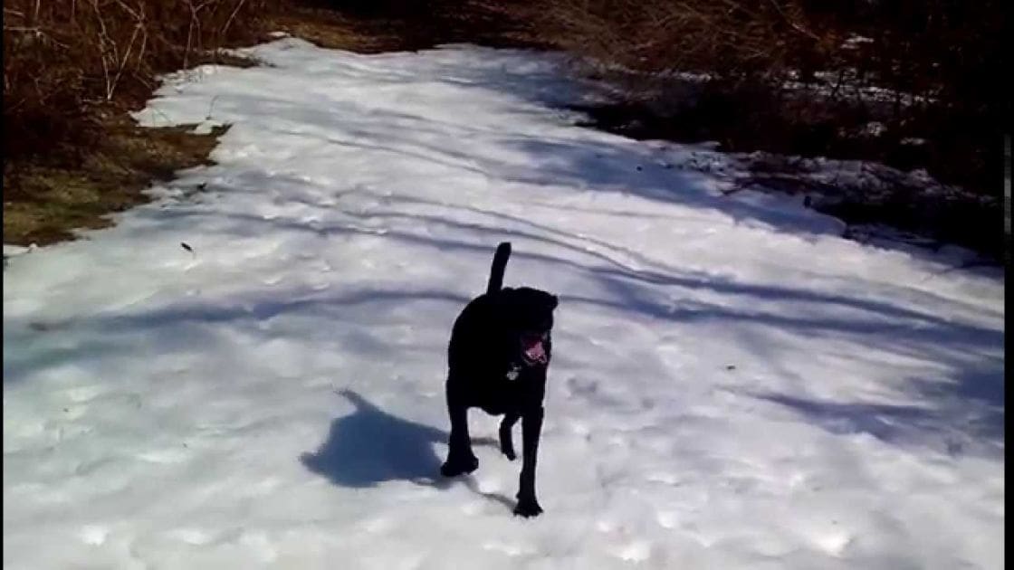 A black Labrador Retriever-like dog in a snowy outdoor setting with bare trees and snow-covered ground, suggesting winter.