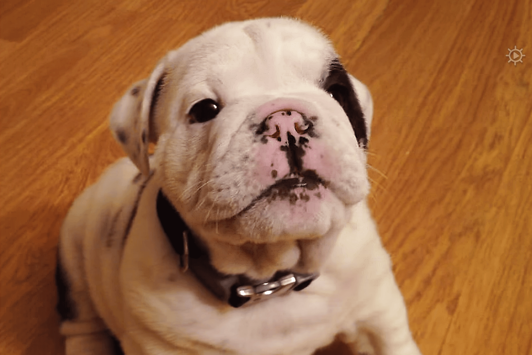 A bulldog puppy with a collar and metal tag, standing on a hardwood floor indoors. Warm ambient lighting suggests an indoor environment.