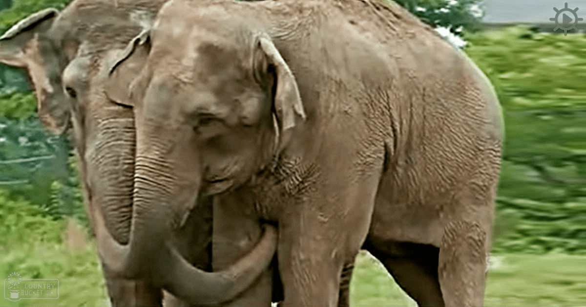 An adult elephant with large ears, a trunk, and tusks standing outdoors amidst lush greenery under bright sunlight.