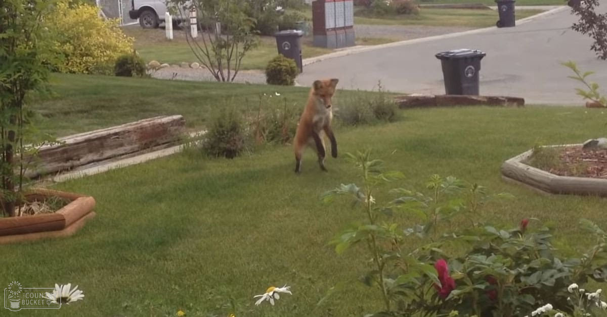 An adult fox with reddish-brown fur and black legs stands alert in a suburban backyard with grassy lawns, flower beds with daisies, trash bins, a wooden log bench, and a white vehicle parked near a house.