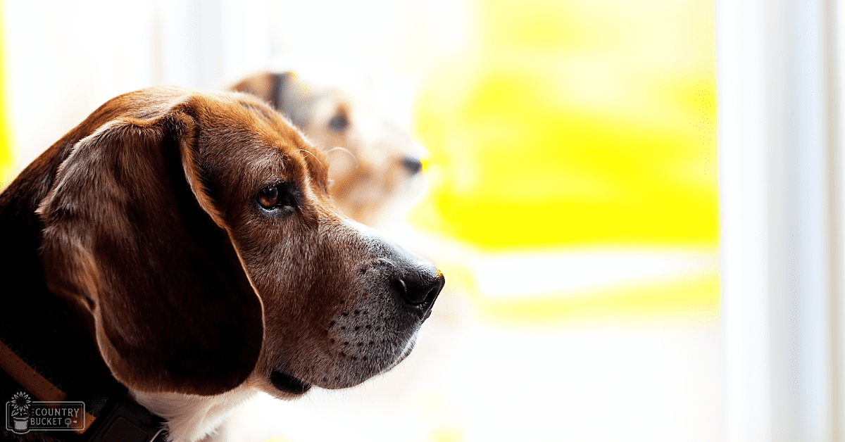 An adult hound-type dog with long floppy ears and a brown coat with white markings, indoors with bright daylight streaming through a window, yellow-toned background